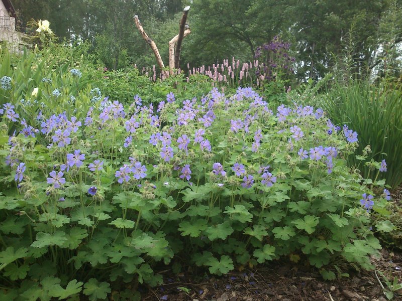 Geranium renardii 'Philipe Vapelle'